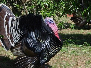 Thanksgiving Turkey--image by Laura