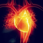 Human Heart--Image by Communicator