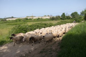 Just Another Sheep--Image by Thomas Quine